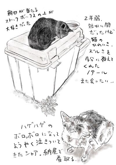 猫1.jpeg